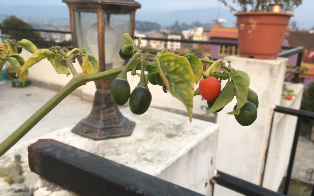 Growing Round chilies at home